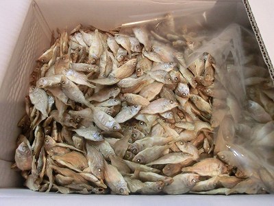 小鯛干し