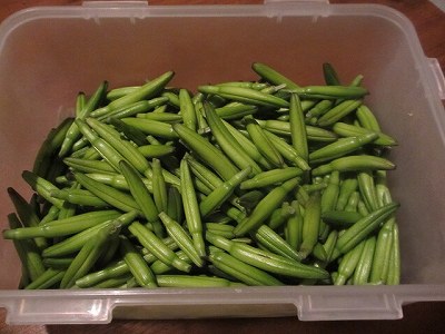 金針菜